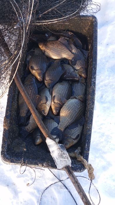 Карась живой-свежезамороженный