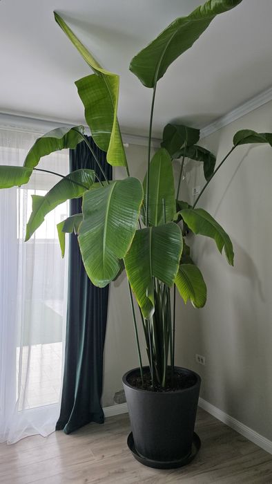 Strelitzia Nicolai - Pasarea Paradisului