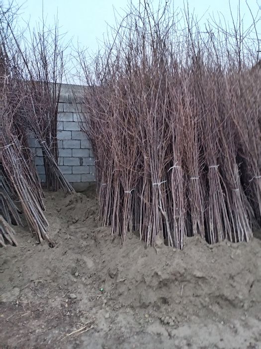 Qora gilos ali Vali gilos