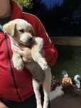 Ofer spre adoptie doi catelusi