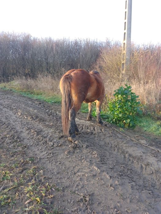 Iapă de vânzare ,are4ani