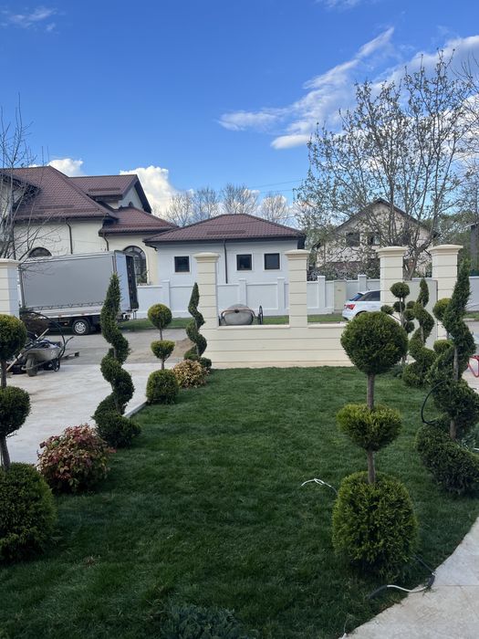 Tuia leylandii smarald spirale plante ornamentale