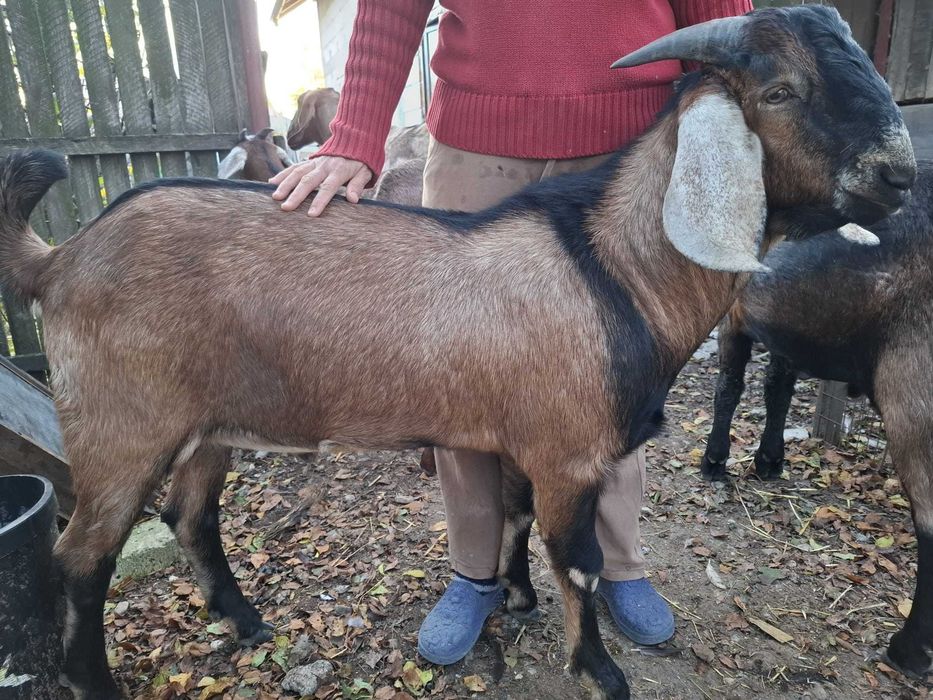 Țăpișori anglonubieni de vanzare