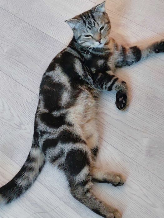 Шотландский кот мальчик
