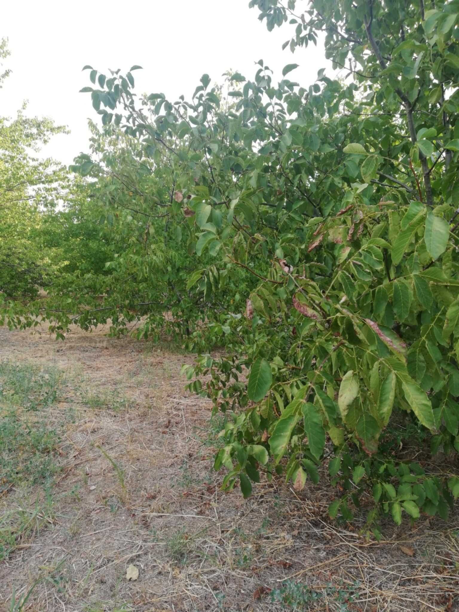 Продавам дворно място / овощна градина в с. Калипетрово