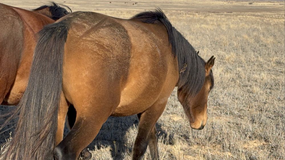 Ту Бие сатылады.