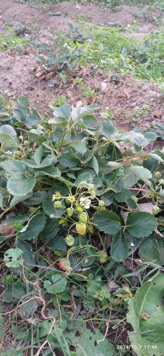 Продаю клубнику ремонтантные сорта