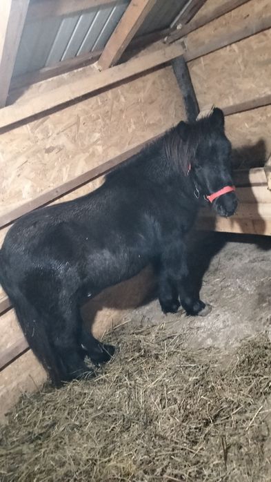 Ponei ,vârstă 4ani