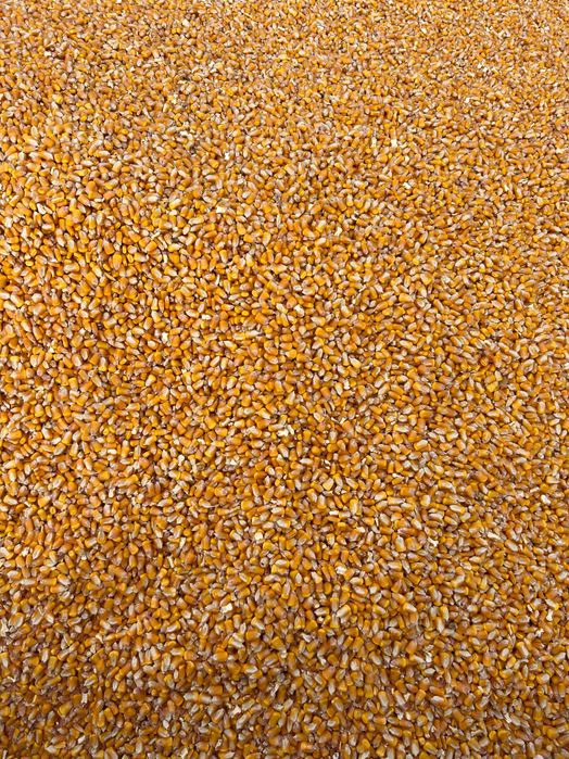 Vând porumb boabe recolta 2025