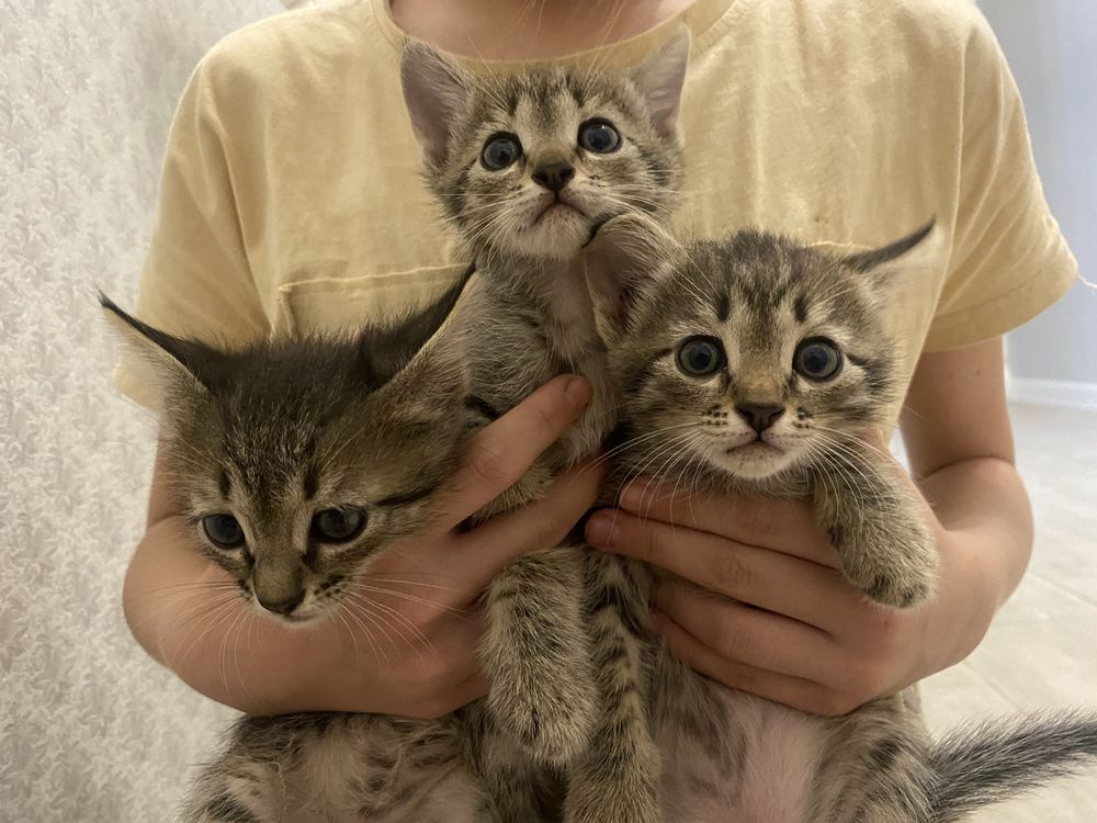 Котята в добрые руки