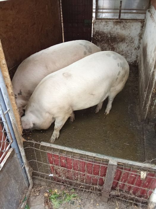 Porc de Crăciun la alegere