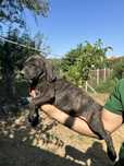 Plott Hound    .