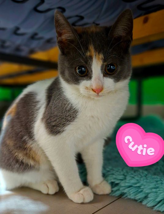 Adoptie pisicita pestrita