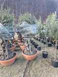 Garden Devis | Măslini Olea Europaea - Lux Eleganta
