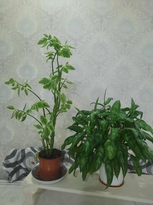 Продам комнатные цветы