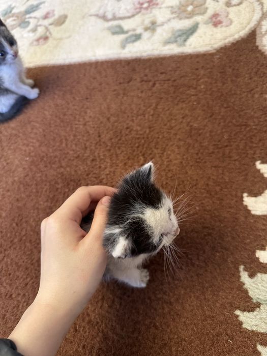 Отдам маленьких домашних котят