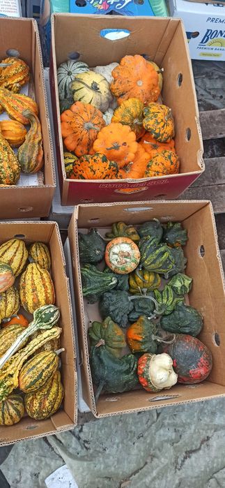 Тикви  за декорация