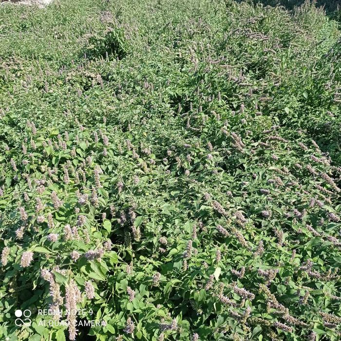 ЛОФАНТ  чай-билка,  семена и мед