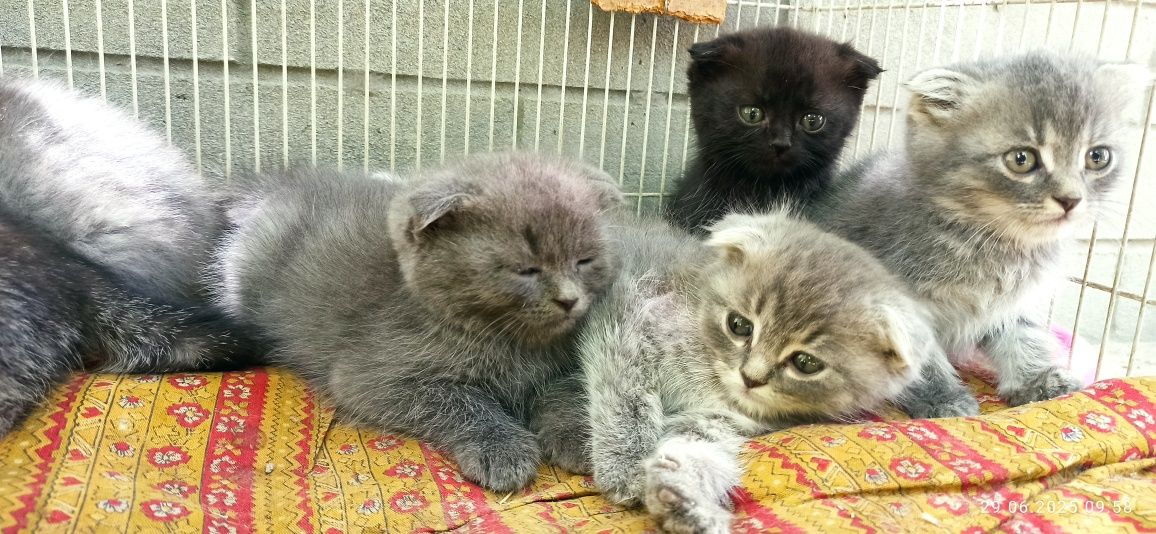 Продаются вислоухие котята