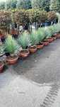 Yucca rostrata Plante ornamentale
