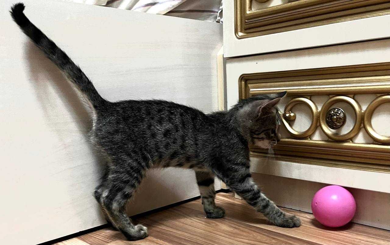Котёнок 4 месяца, здоровый, отдаём бесплатно (Ташкент)