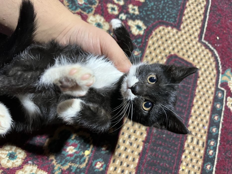 Mushuk 2 oylik oğil