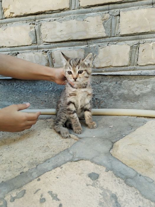 Продаются котята не дорого