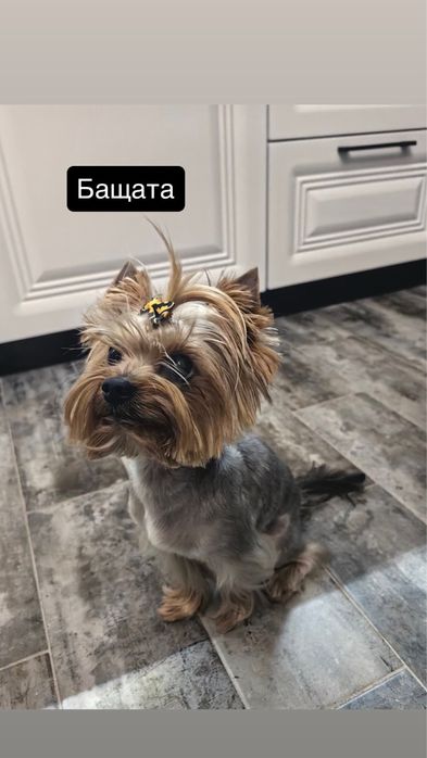 Мини Йорки (Йоркширски териер]