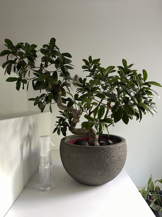 Vand bonsai Ficus