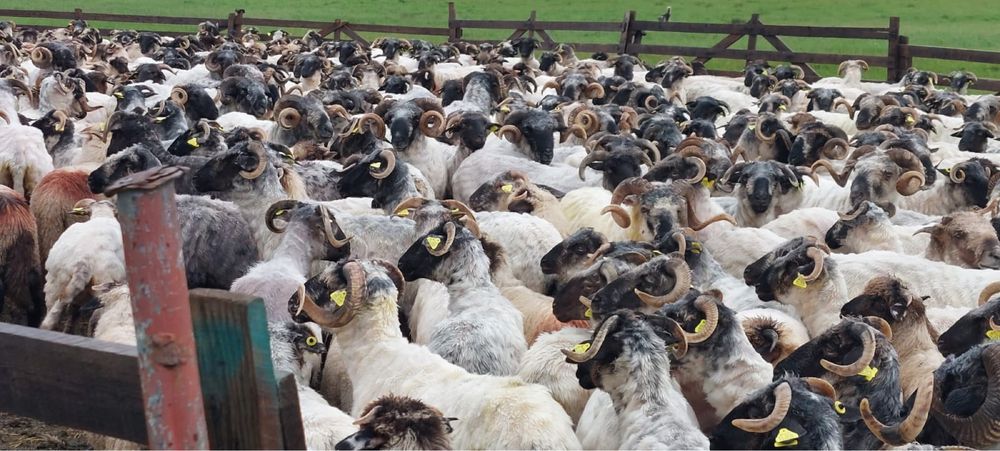 De vînzare 800 oi cu miei 200 mioare și 30 berbeci cu origine