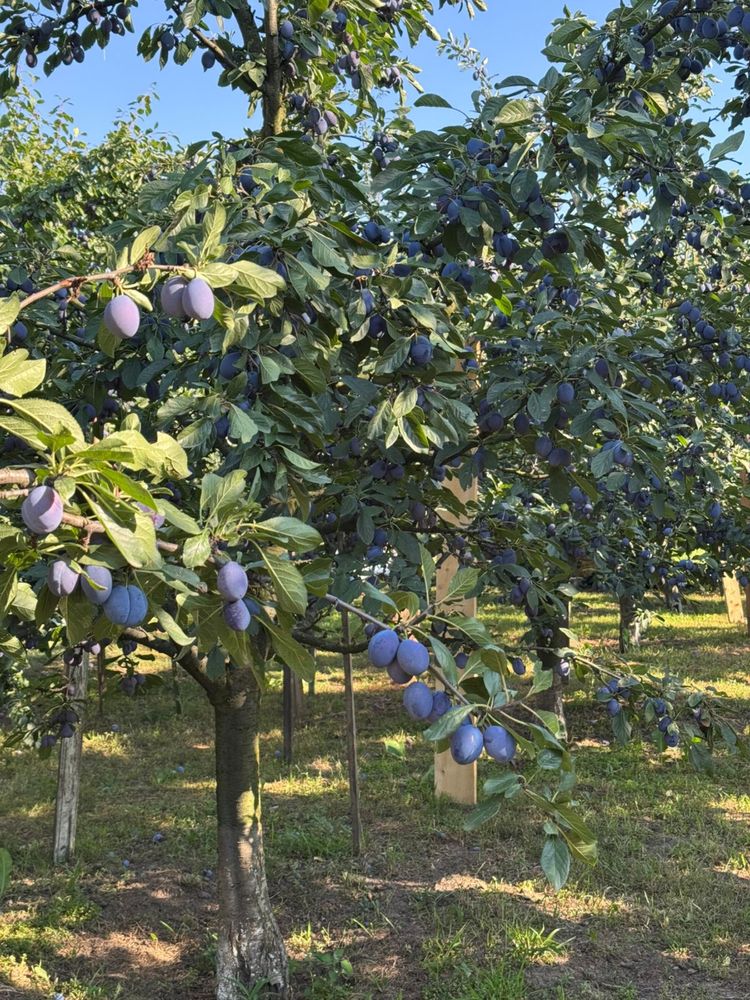 Prune diverse soiuri