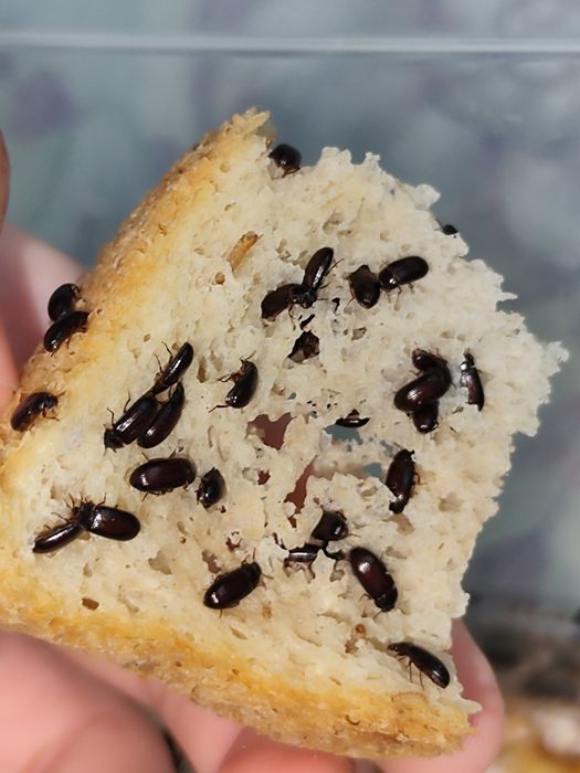 Жук знахарь кормовые культуры