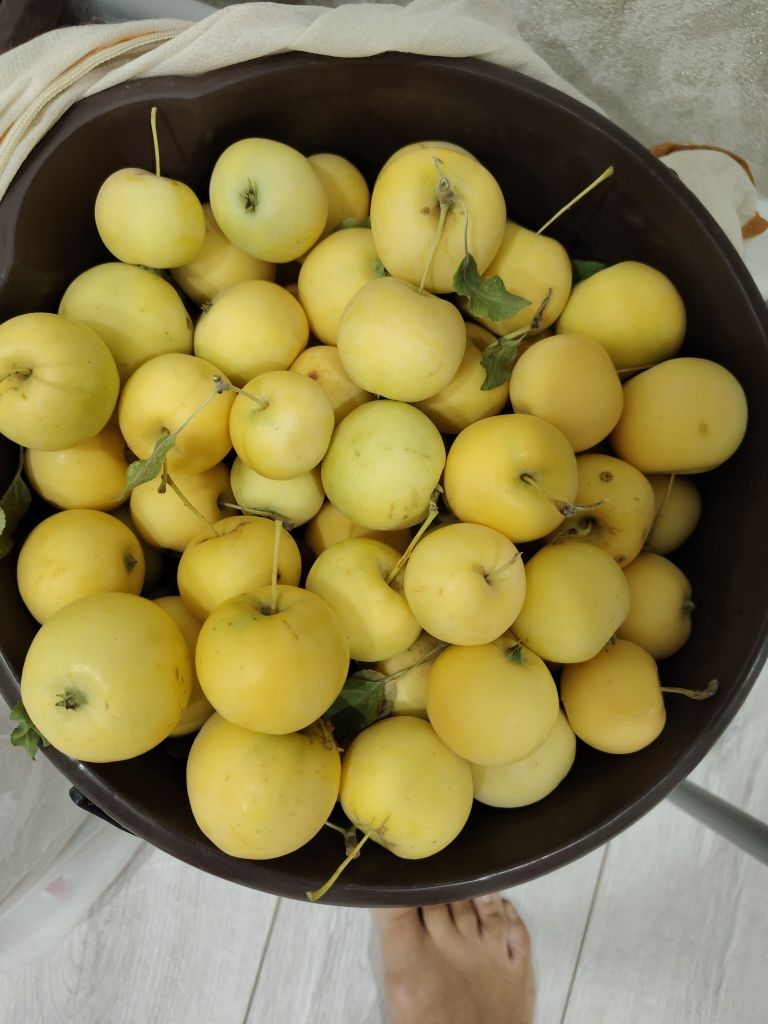 Продам ранетку дачную сдадкую