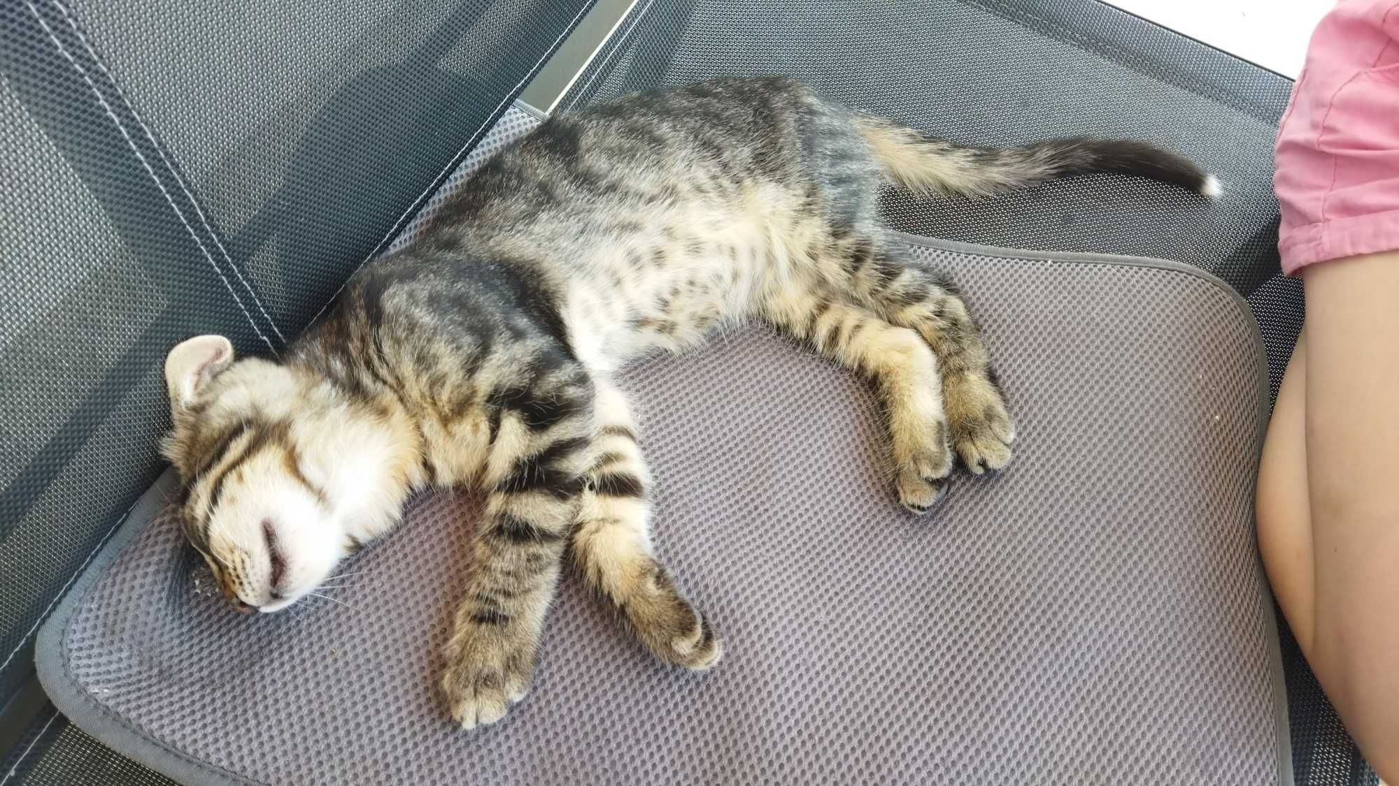 Подарявам коте / котета