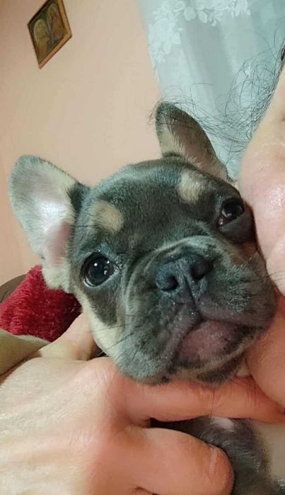 Френски булдог чистокръвна красавица