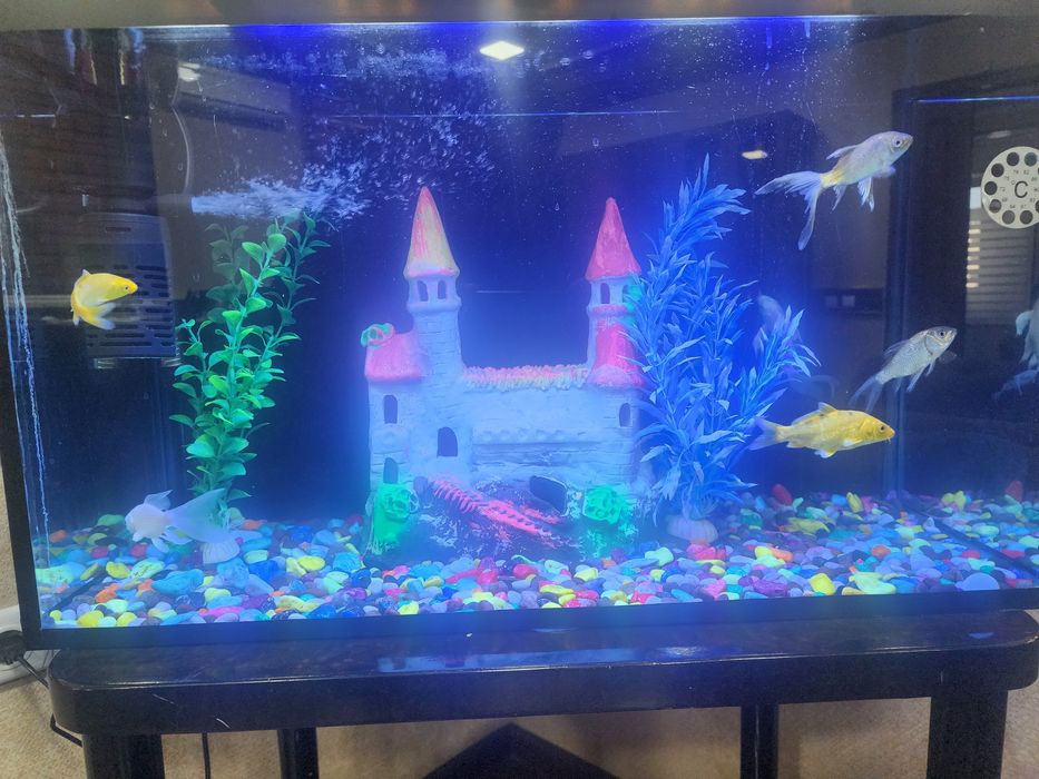 80 литр аквариум сотилади.