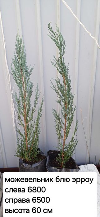 Продам саженцы хвойных можевельники,туи,сосны