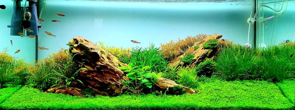 Intretinere acvariu si amenajari acvarii oriunde in tara