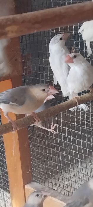 Orezari  ,kakariki, burgi și perusi