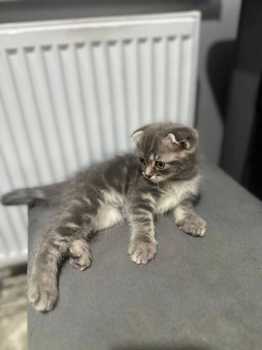 Котёнок девочка шотландская вислоушка
