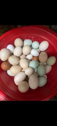 De vânzare ouă de la găini de casă