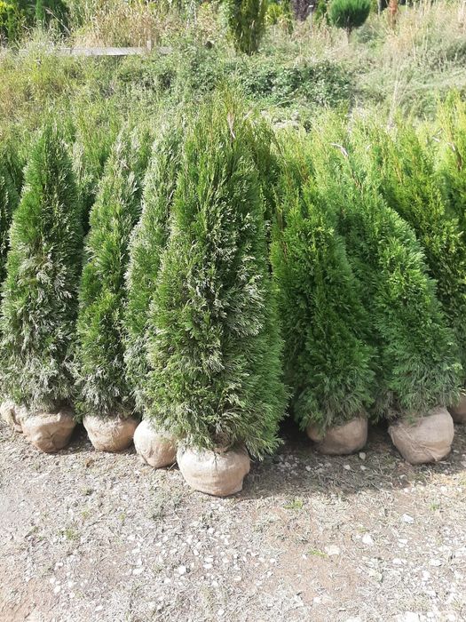 Vindem tuia brazi mesteacăn tei platan stejar frasin etc