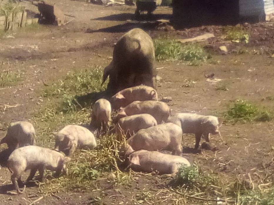 Продам Поросят 1.5 месячные