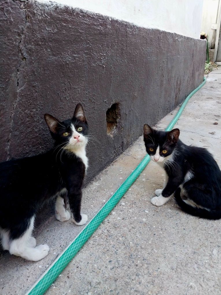 Отдам котиков в добрые руки. Два кота и две кошки черно-белого окраса.