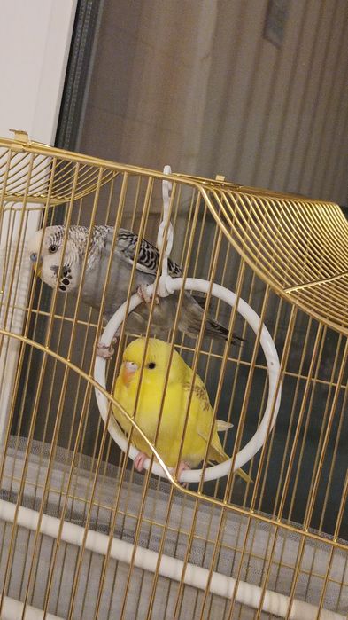 Продам 2 волнистых попугая