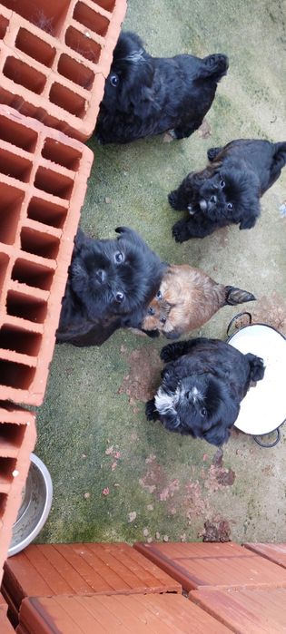 Donez căței Shih tzu