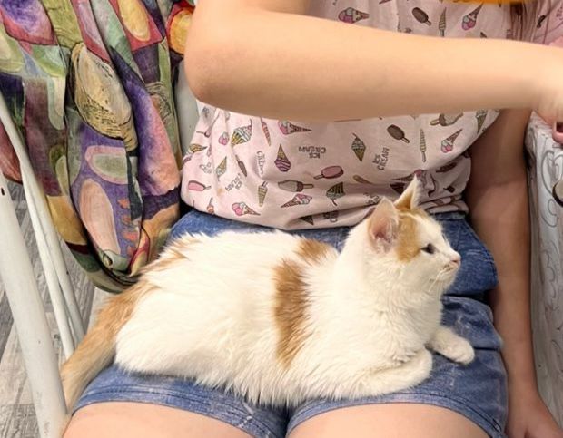 домашний котенок