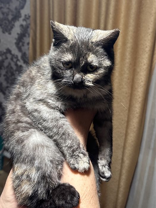 Отдам в добрые руки