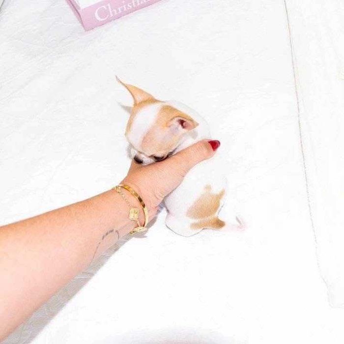 Chihuahua Tea-Cup ,Pedigree Fci Pasaport si Cip