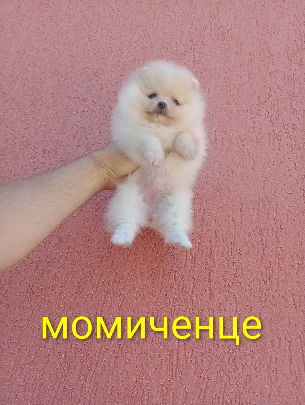 Померани.Реални снимки!